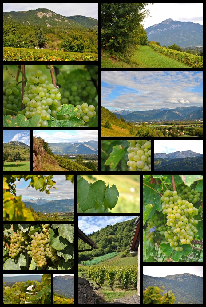 En Haute-Savoie, au cœur des vignes