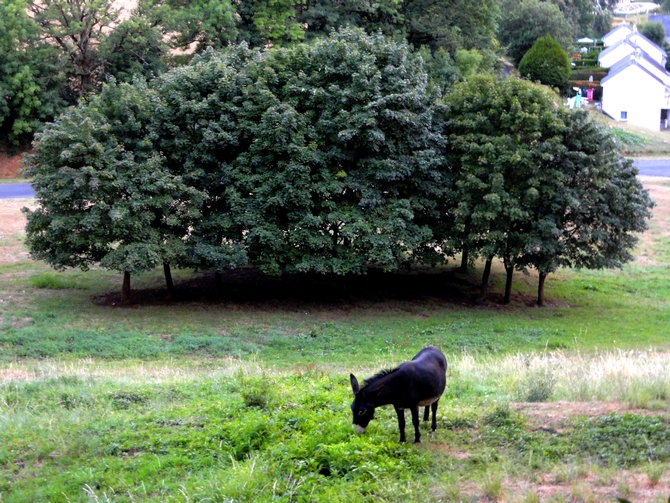 DSC00010